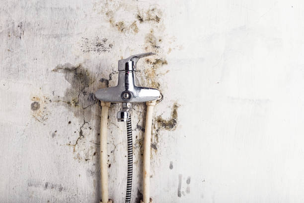 Best Emergency Mold Removal  in Wisr, NE