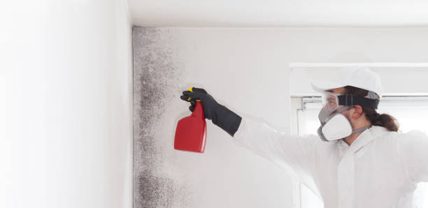 Best Mold Damage Repair  in Wisr, NE