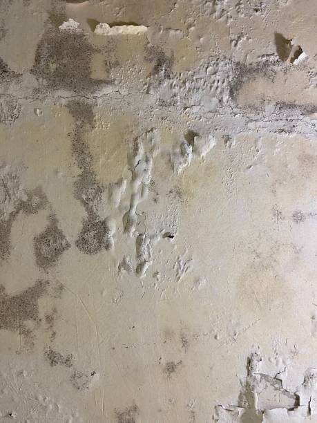 Best Fast Mold Removal  in Wisr, NE
