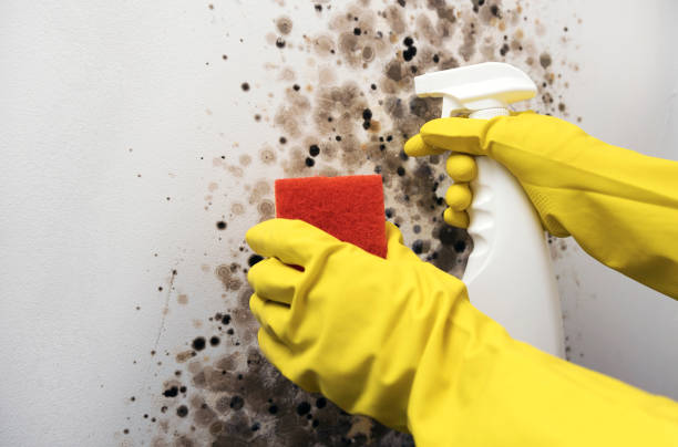 Best Certified Mold Removal  in Wisr, NE