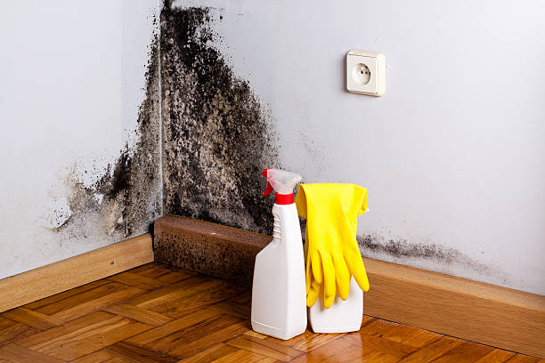 Crawl Space Mold Removal in Wisner, NE