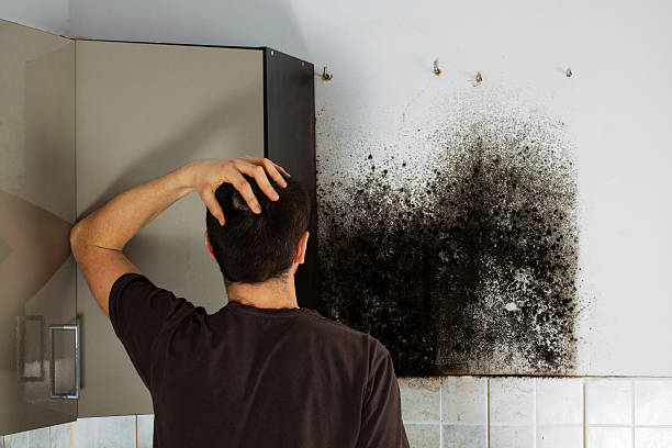 Best Mold Testing and Removal  in Wisr, NE