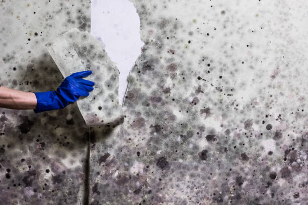 Best Mold Removal Near Me  in Wisr, NE